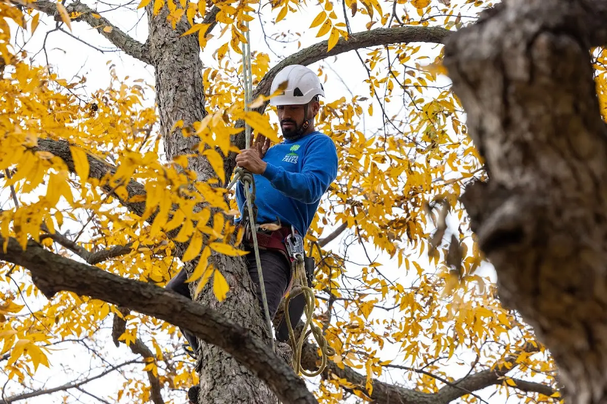 Skilled Tree Transplanting crew working in Granby